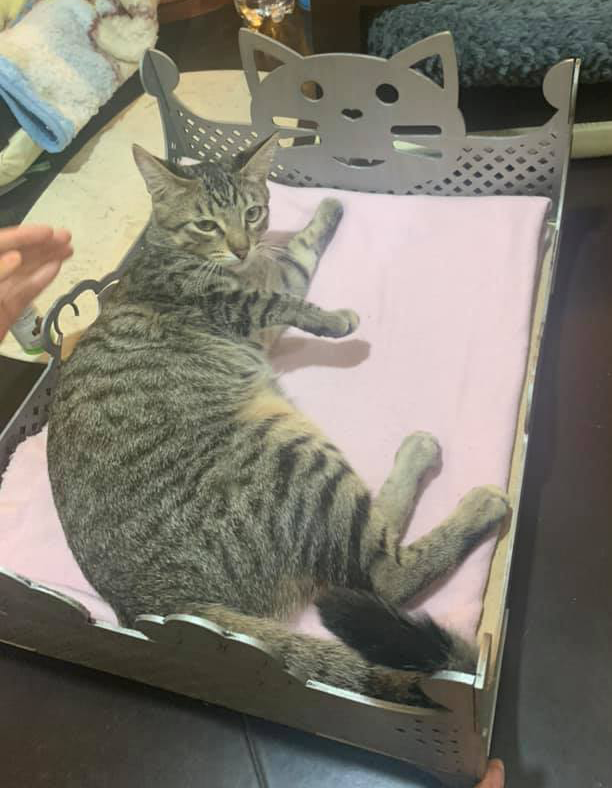 cama para gato calada