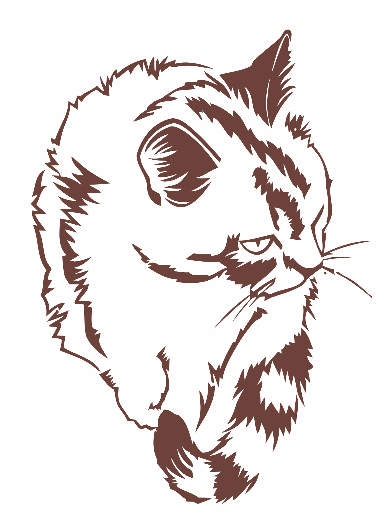 vista superior de gato