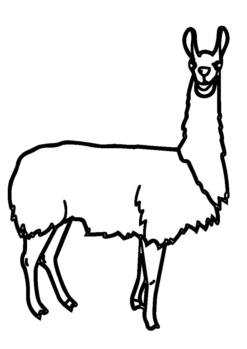 llama