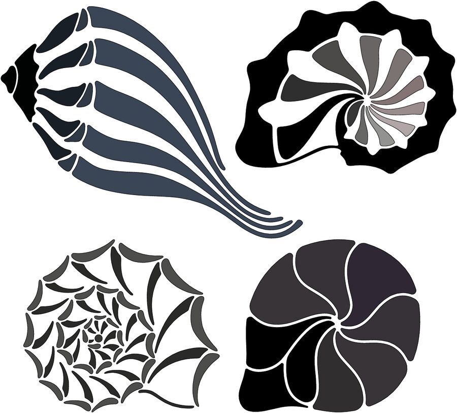 colección conchas de mar